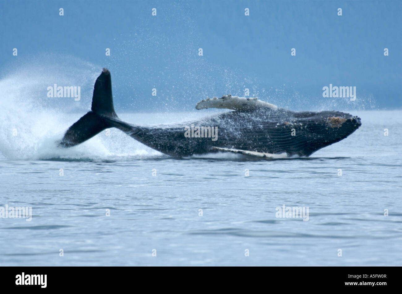A Humpback Whale Shows Full Body Outside The Water After A Major Stock Photo Alamy