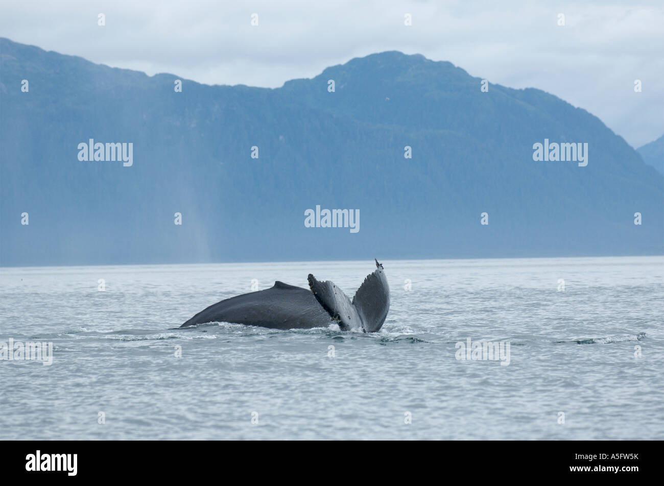 Humpback Whale, SE Southeast Alaska Stock Photo Alamy