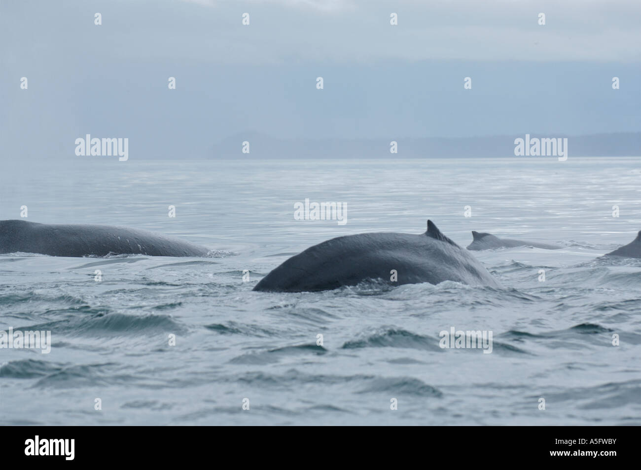 Humpback Whale, SE Southeast Alaska Stock Photo Alamy