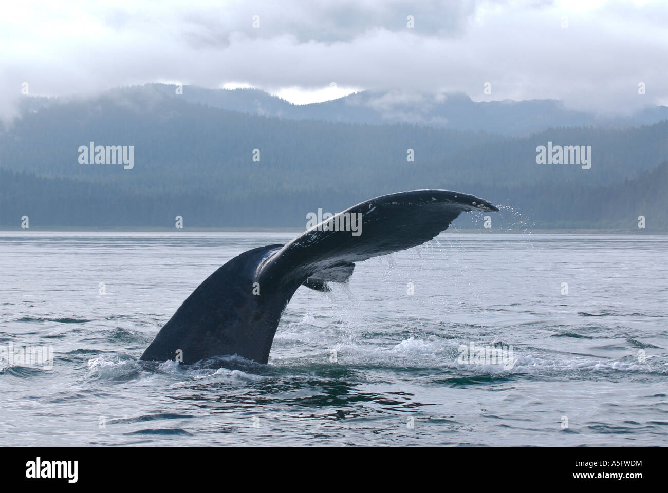 Humpback Whale, SE Southeast Alaska Stock Photo Alamy