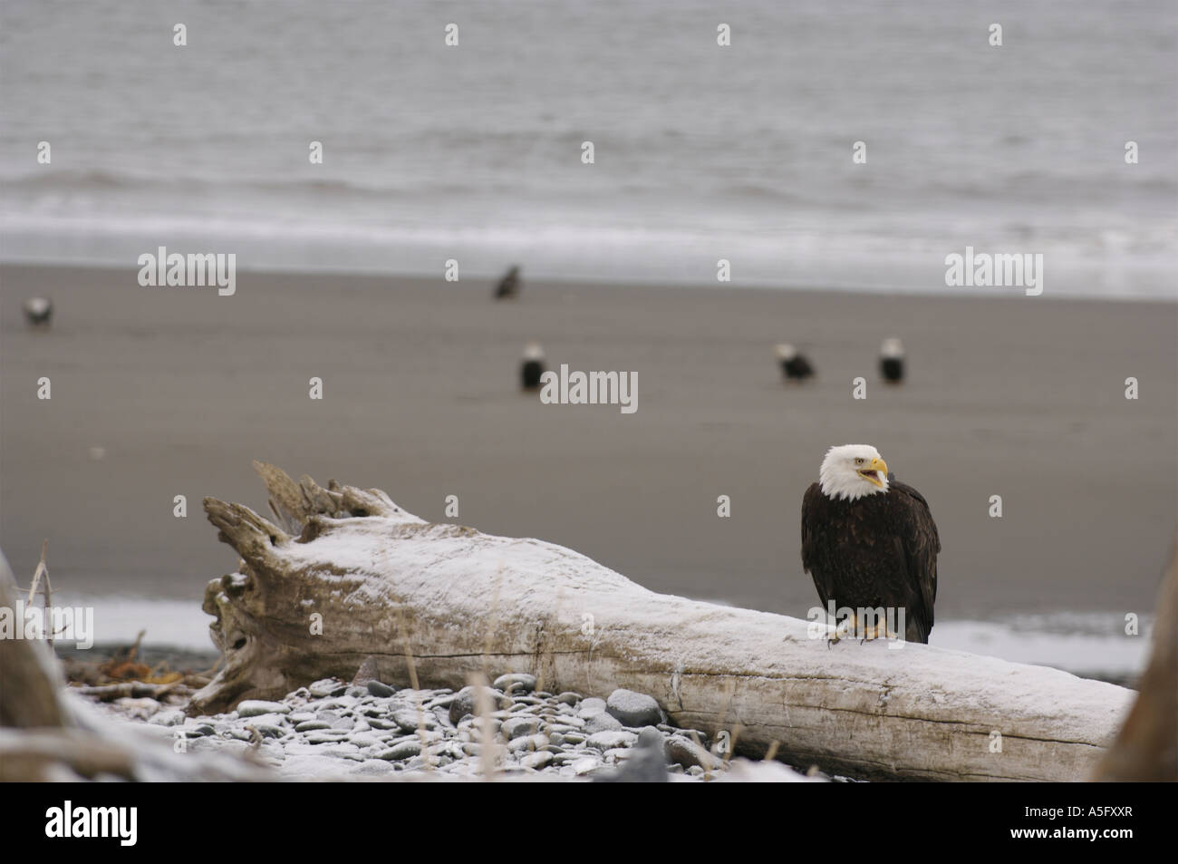 Bald Eagles, Alaska's Coast Stock Photo Alamy