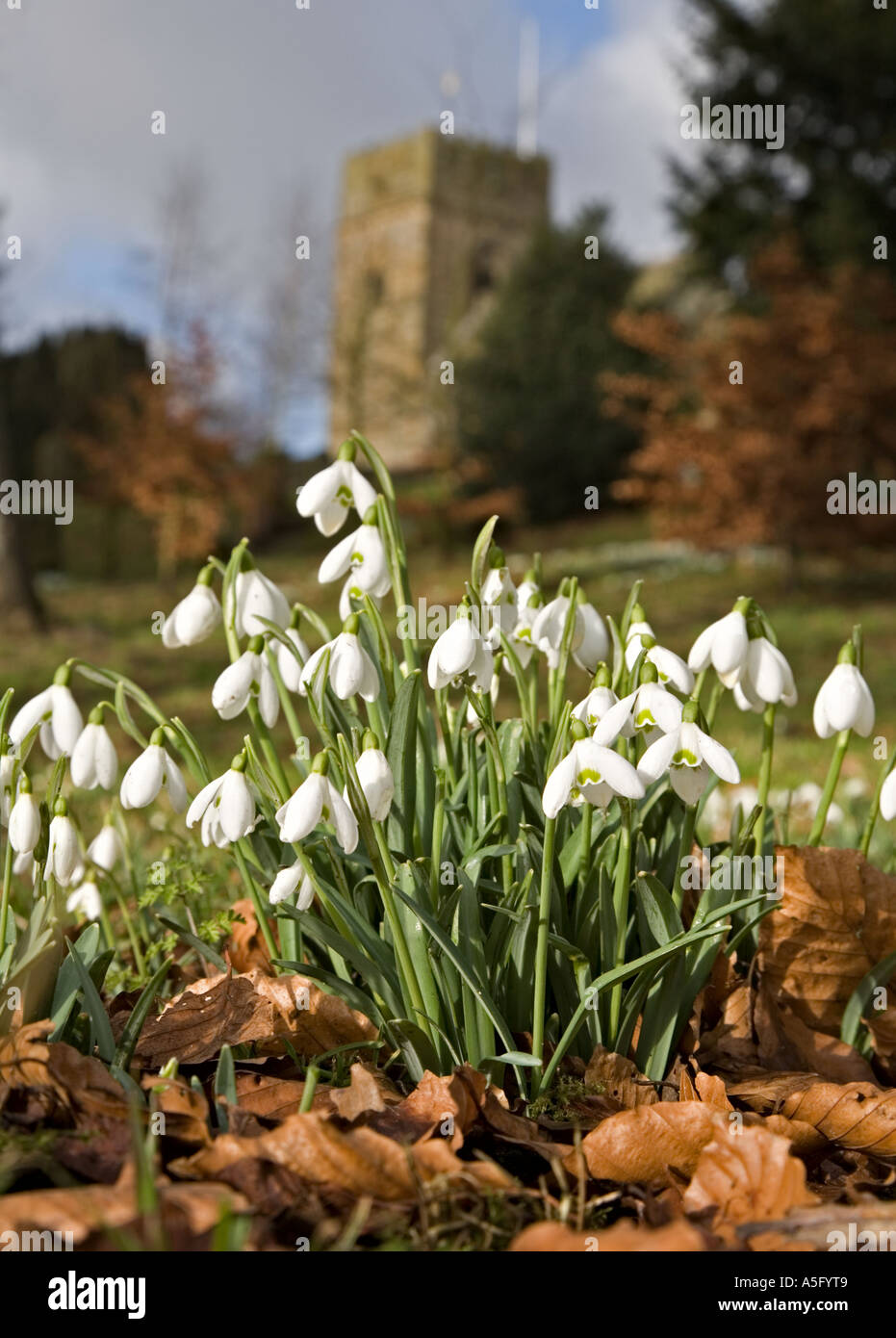 Snowdrops in English country churchyard UK Stock Photo