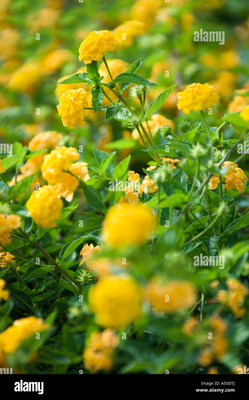 Image of yellow shrub Verbena Stock Photo Alamy