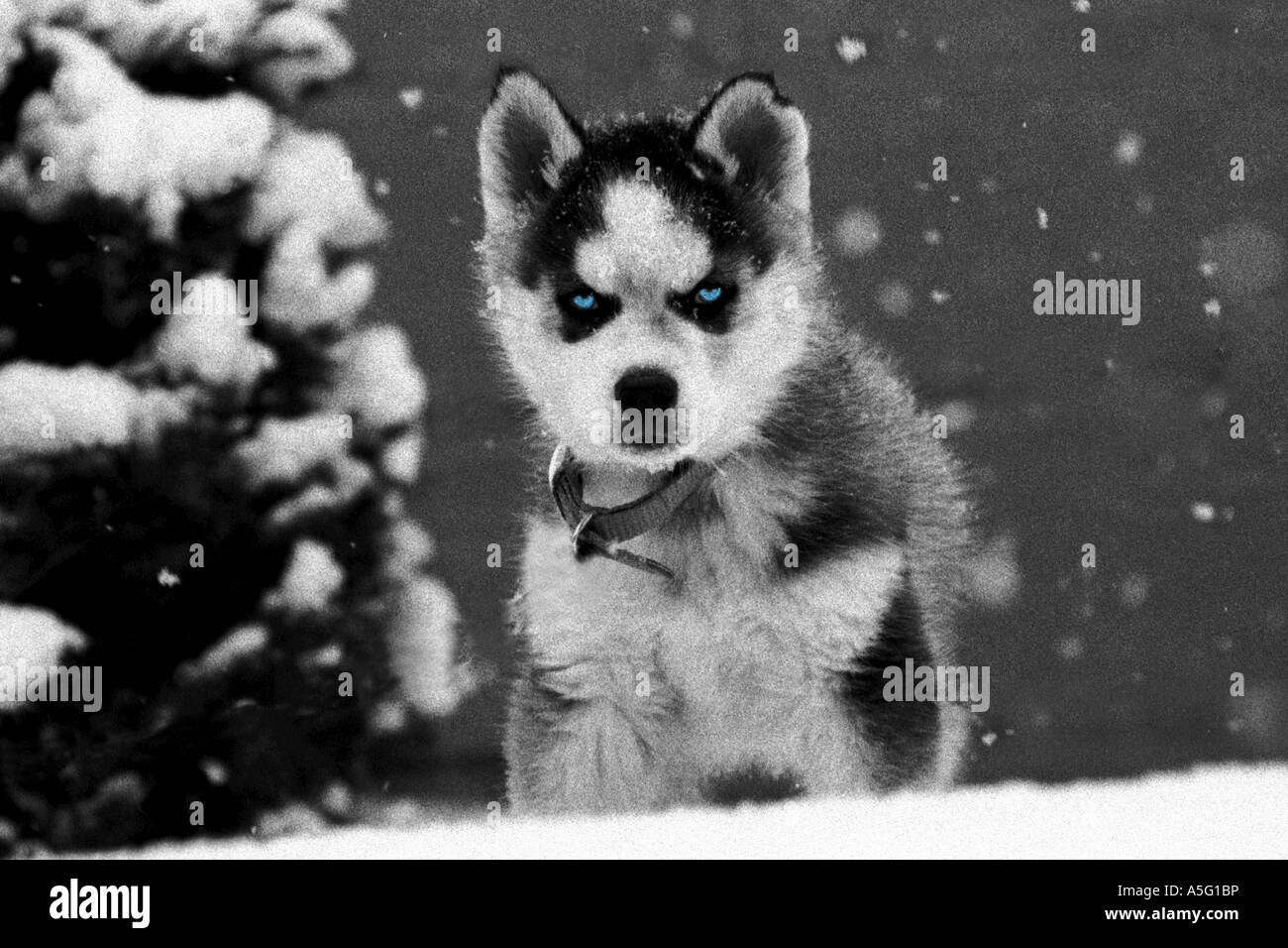 Siberian husky puppy sees first snow Stock Photo - Alamy
