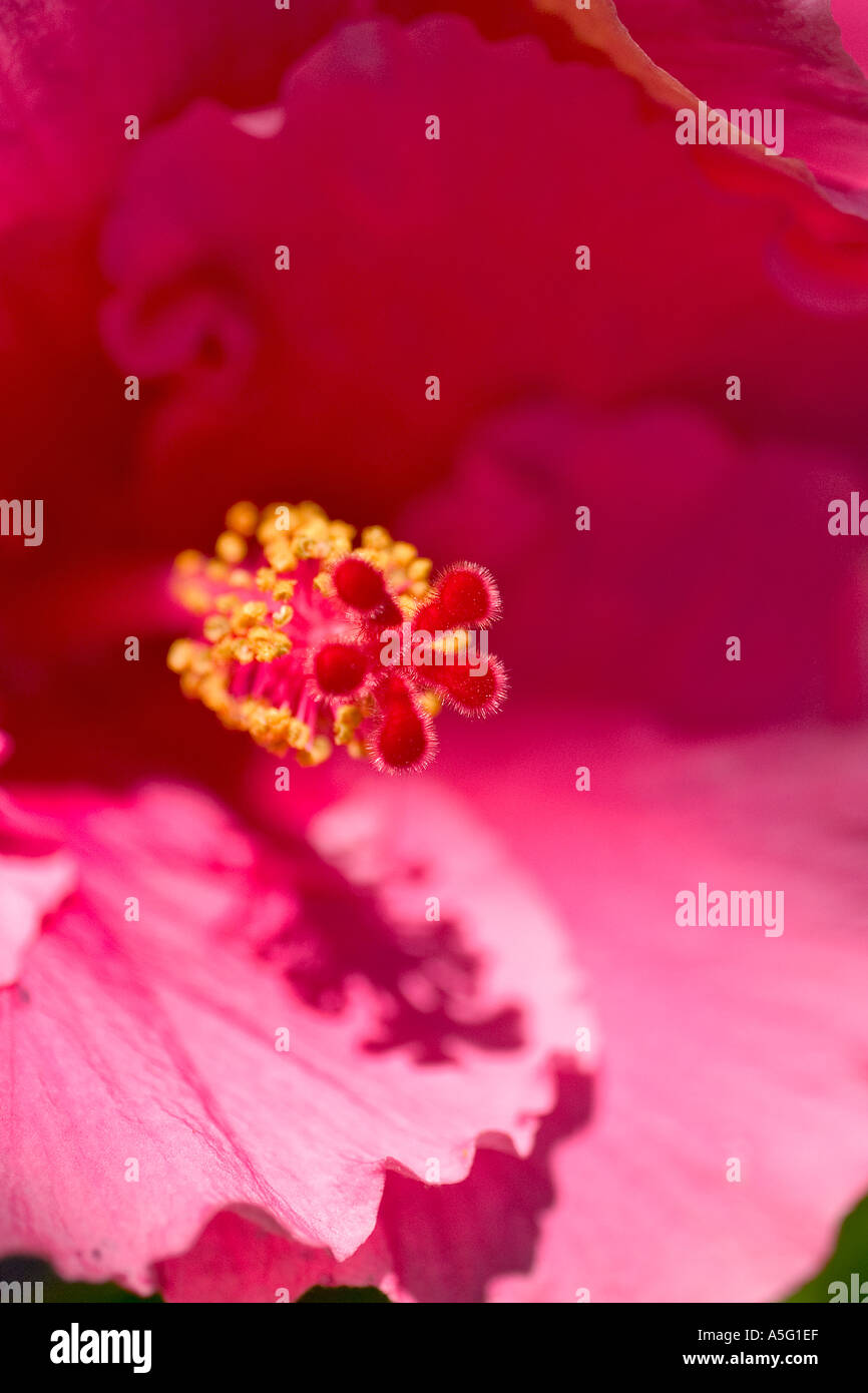 hibiscus flower Stock Photo