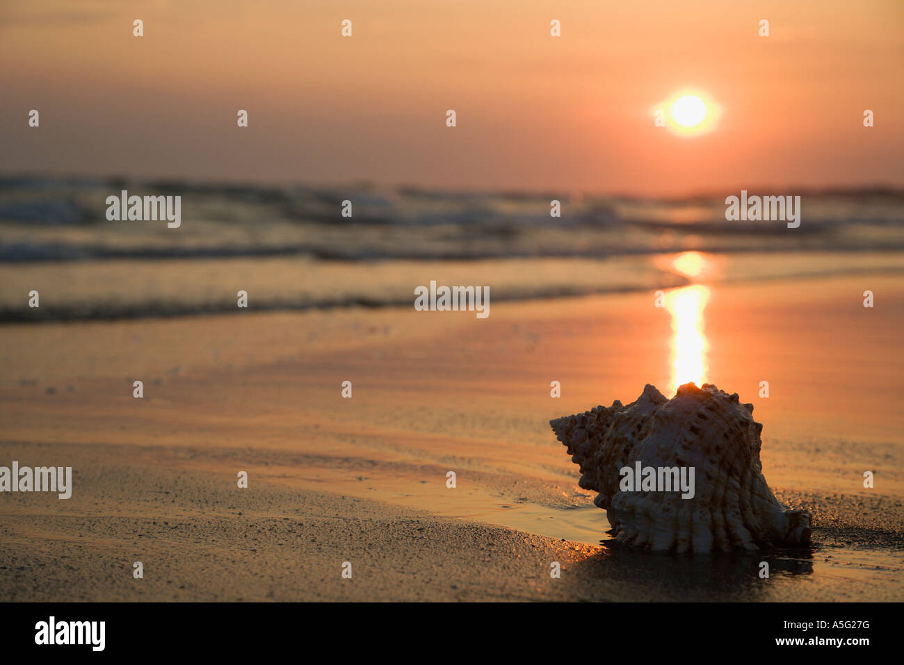 Image of seashell on shoreline at sunset Stock Photo - Alamy