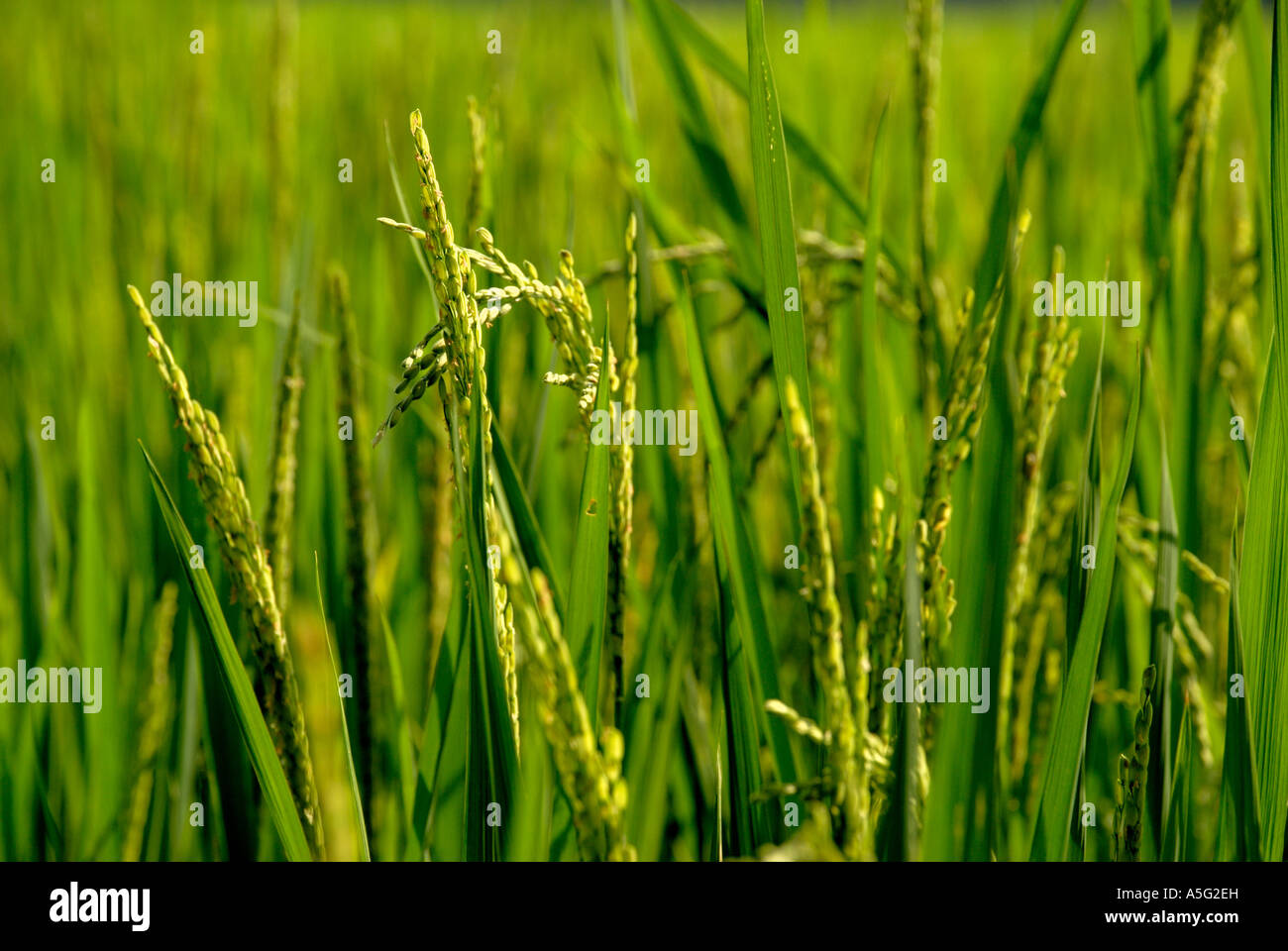 PADDY CROP IN KERALA Stock Photo Alamy