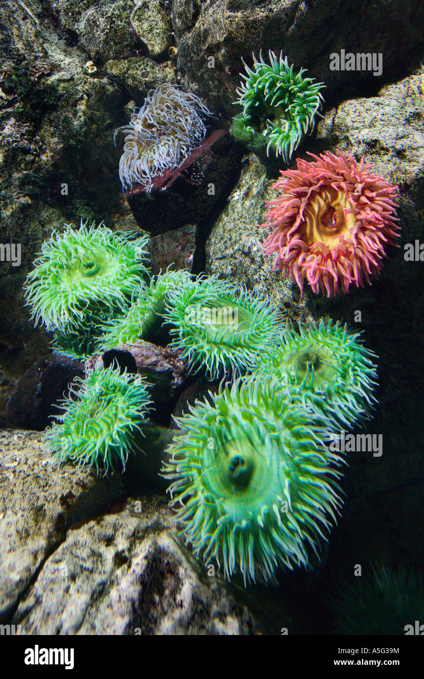 Sea anemone in aquarium in Lisbon Spain Stock Photo