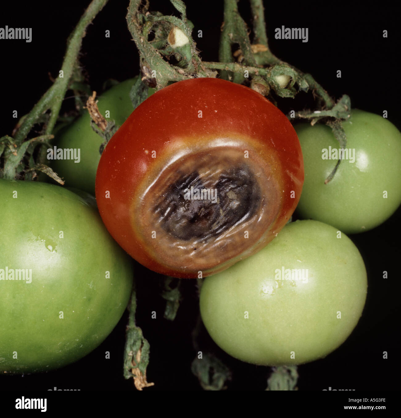 Blossom end rot hires stock photography and images Alamy