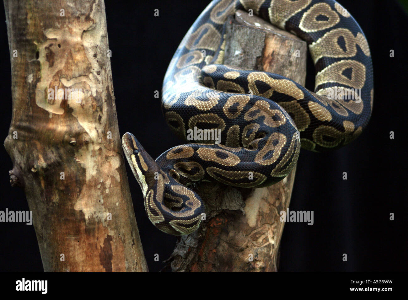 Ball python slithering up a dead tree branch, isolated against a black ...