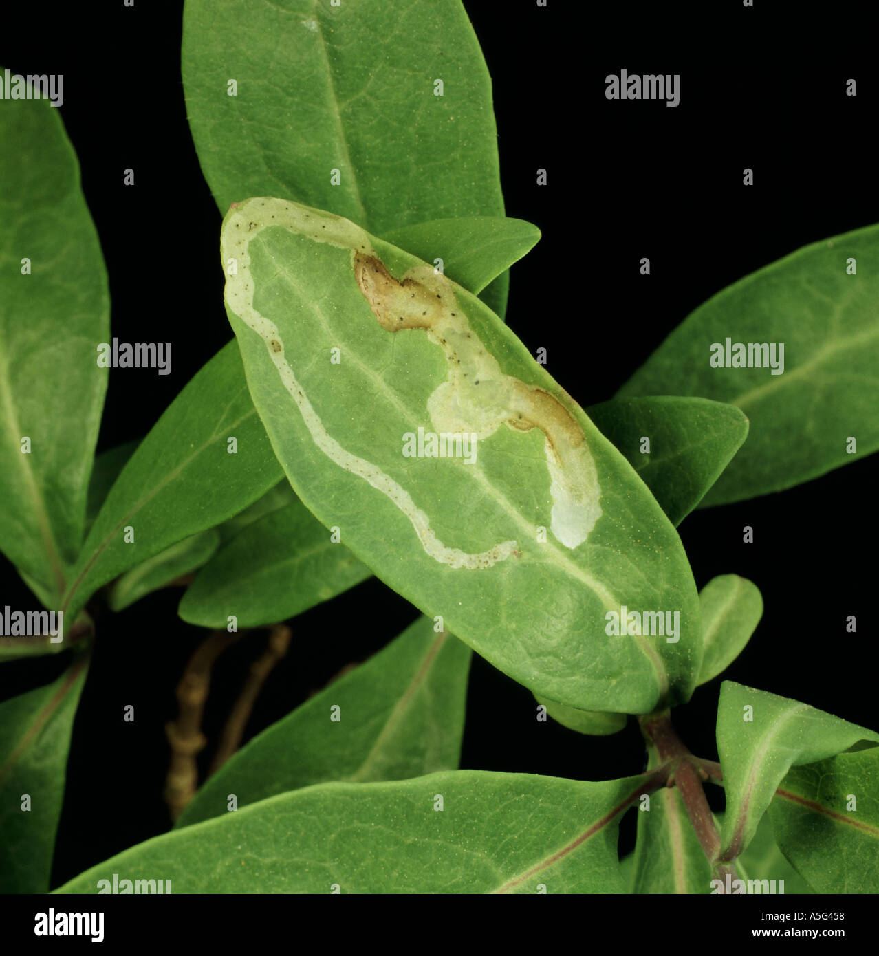 Leafminer damage to Honeysuckle Lonicera sp leaf marks on leaf Stock