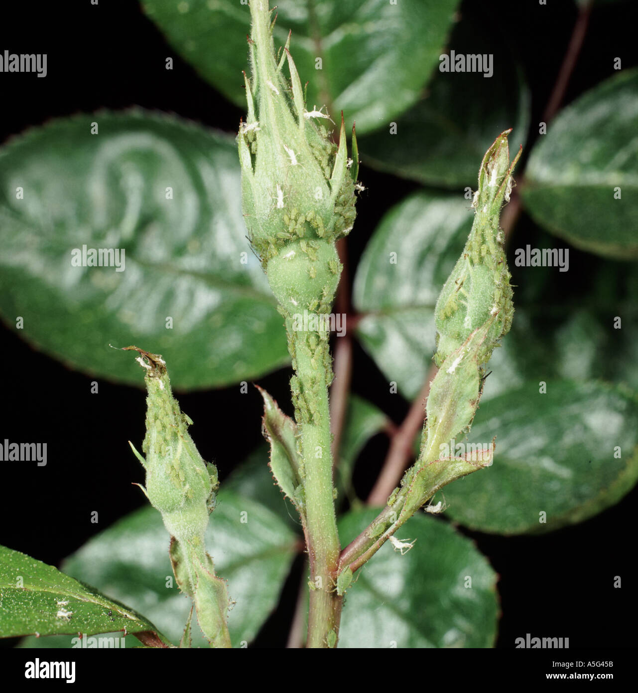 Rose aphids Macrosiphum rosae colony on a rose bud Stock Photo