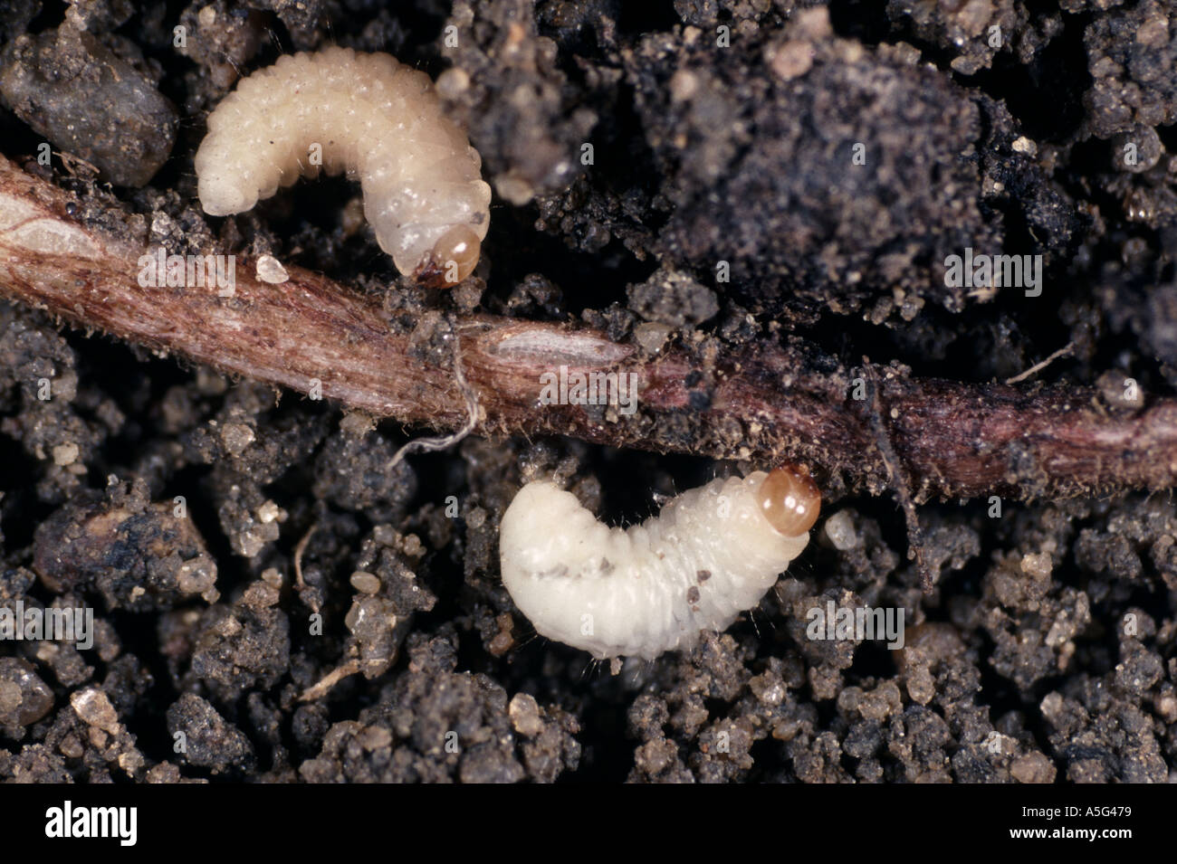 Pea and bean weevil Sitona lineatus larvae on roots of legume crop Stock Photo