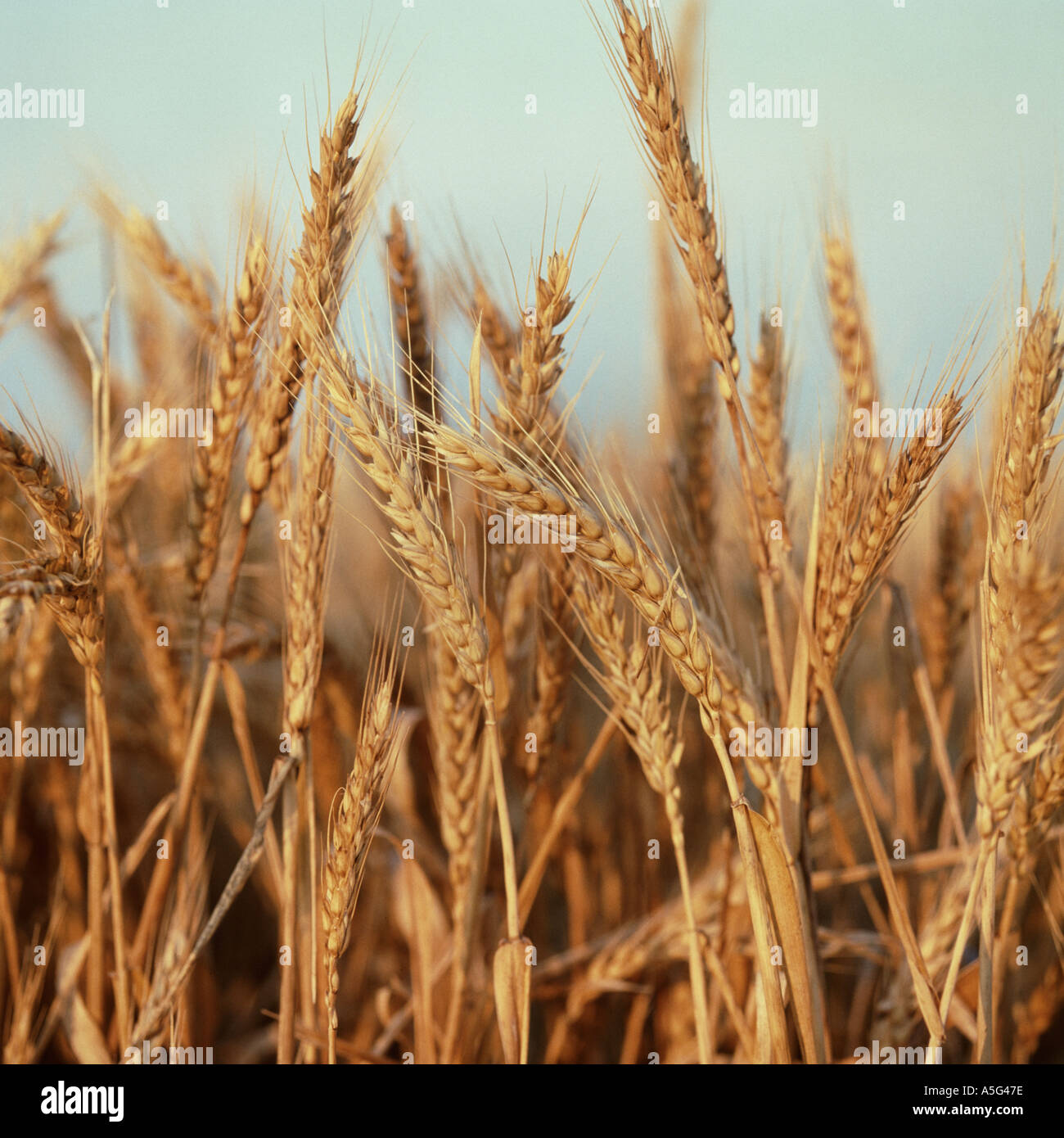 Ripe durum wheat Triticum durum in early morning light France Stock Photo