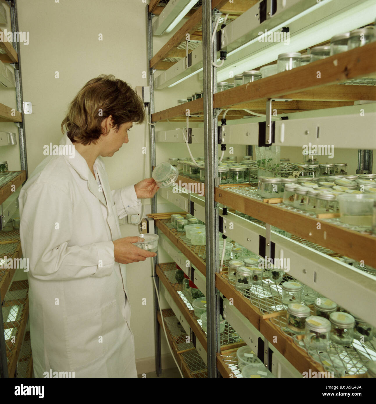 Woman technician in growth room of micropropagation unit micropropagated plants under lights on shelves Stock Photo