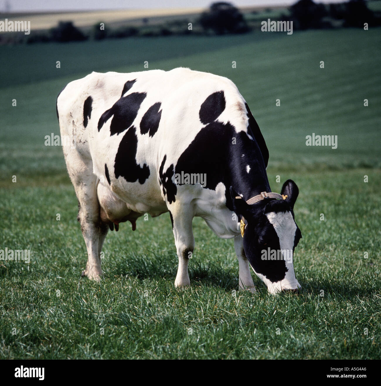Holstein x Friesian dairy cow grazing on good spring grass Stock Photo