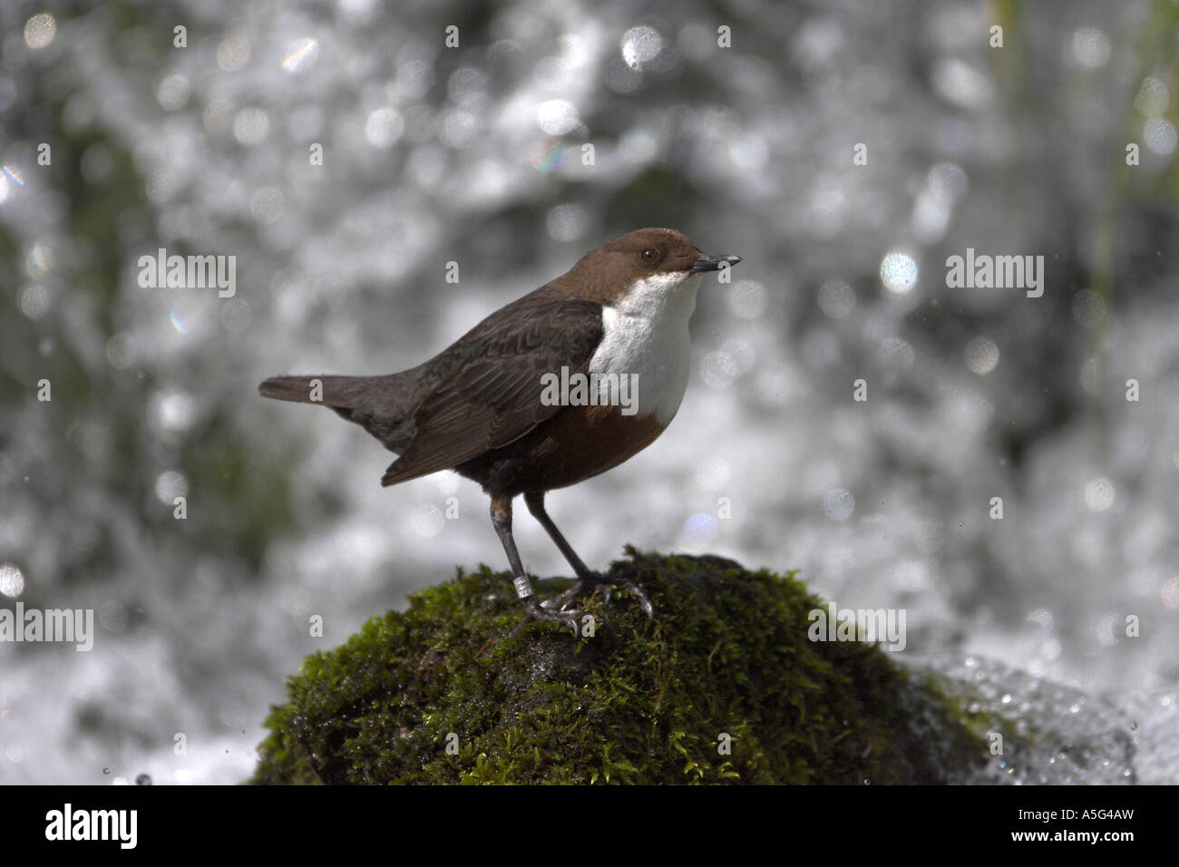 DIPPER Cinclus cinclus Stock Photo