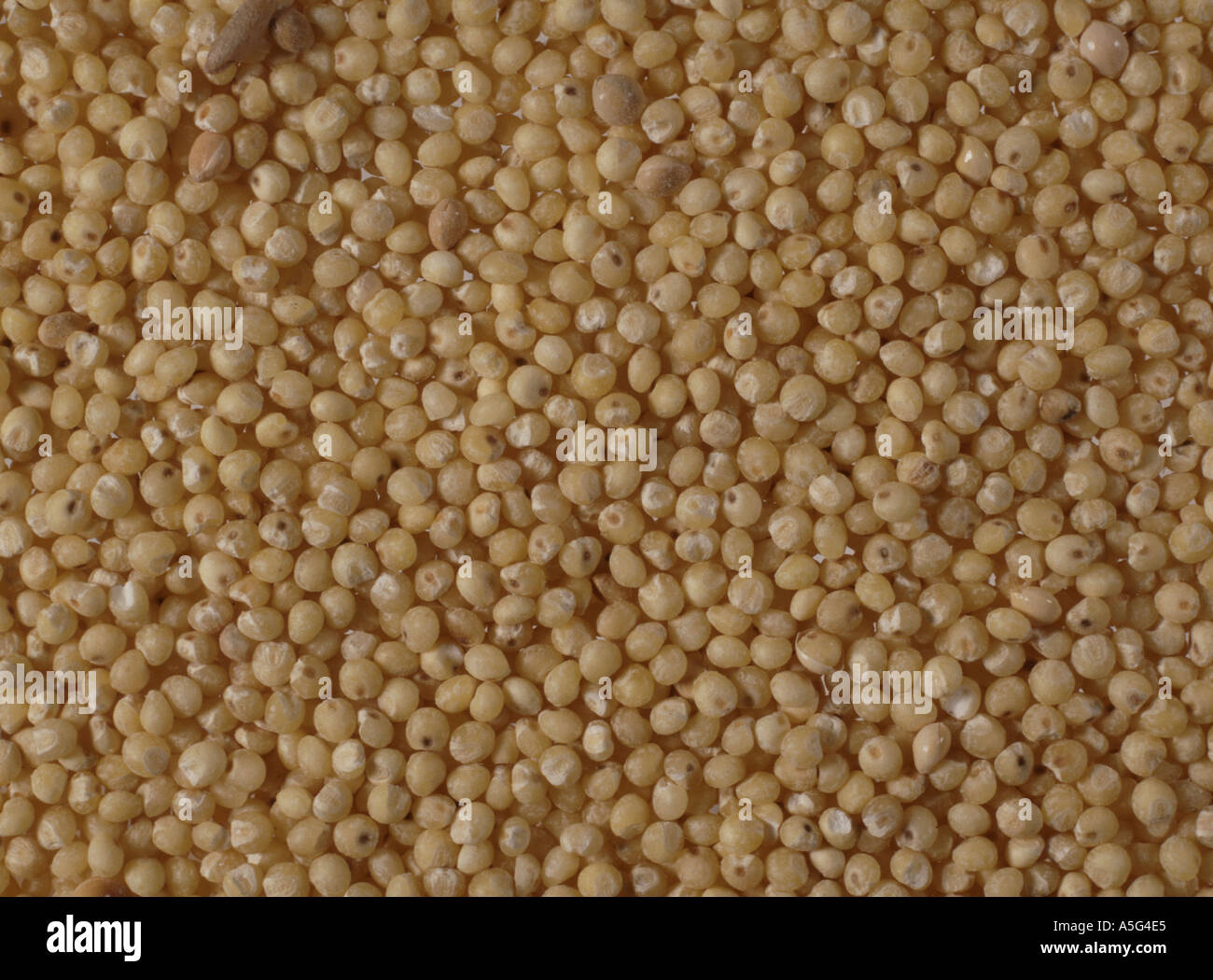 Millet grass seed hires stock photography and images Alamy