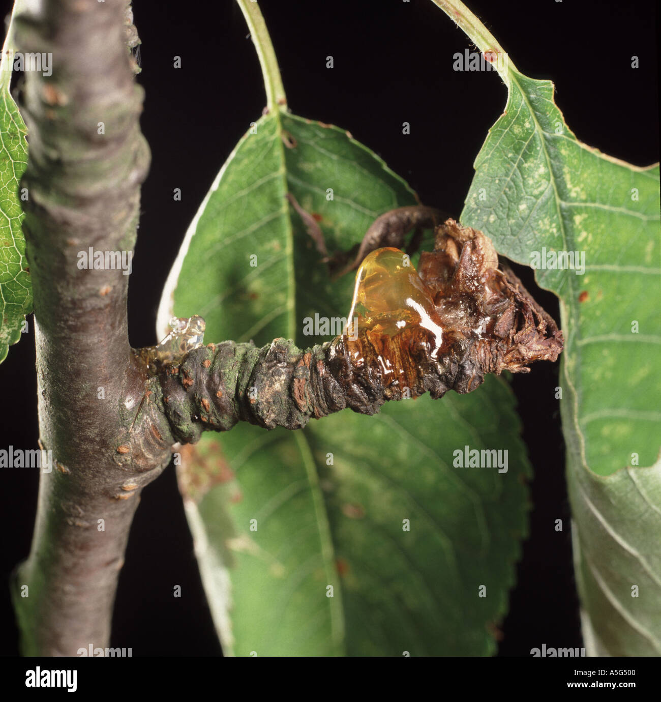 Bacterial canker Pseudomonas syringae showing gum exudation on apical buds and leaves of a cherry tree Stock Photo