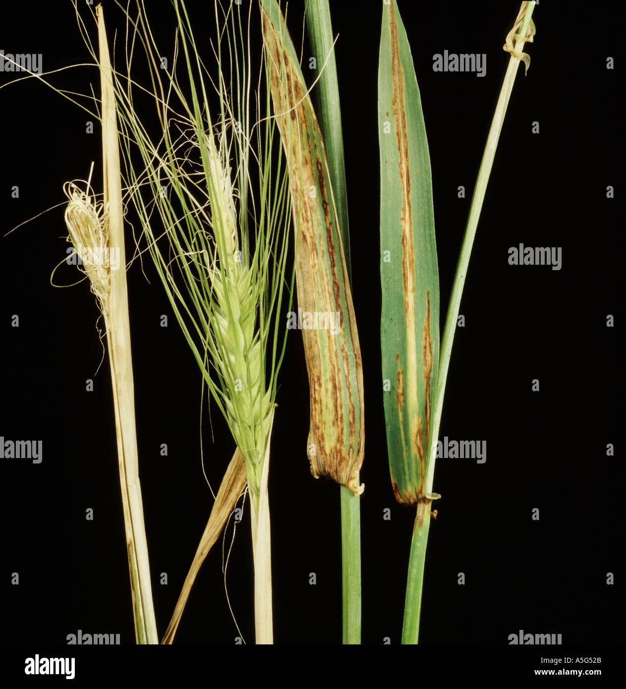 Barley leaf stripe Pyrenophora graminea symptoms on upper leaves and showing aborted and trapped ears Stock Photo