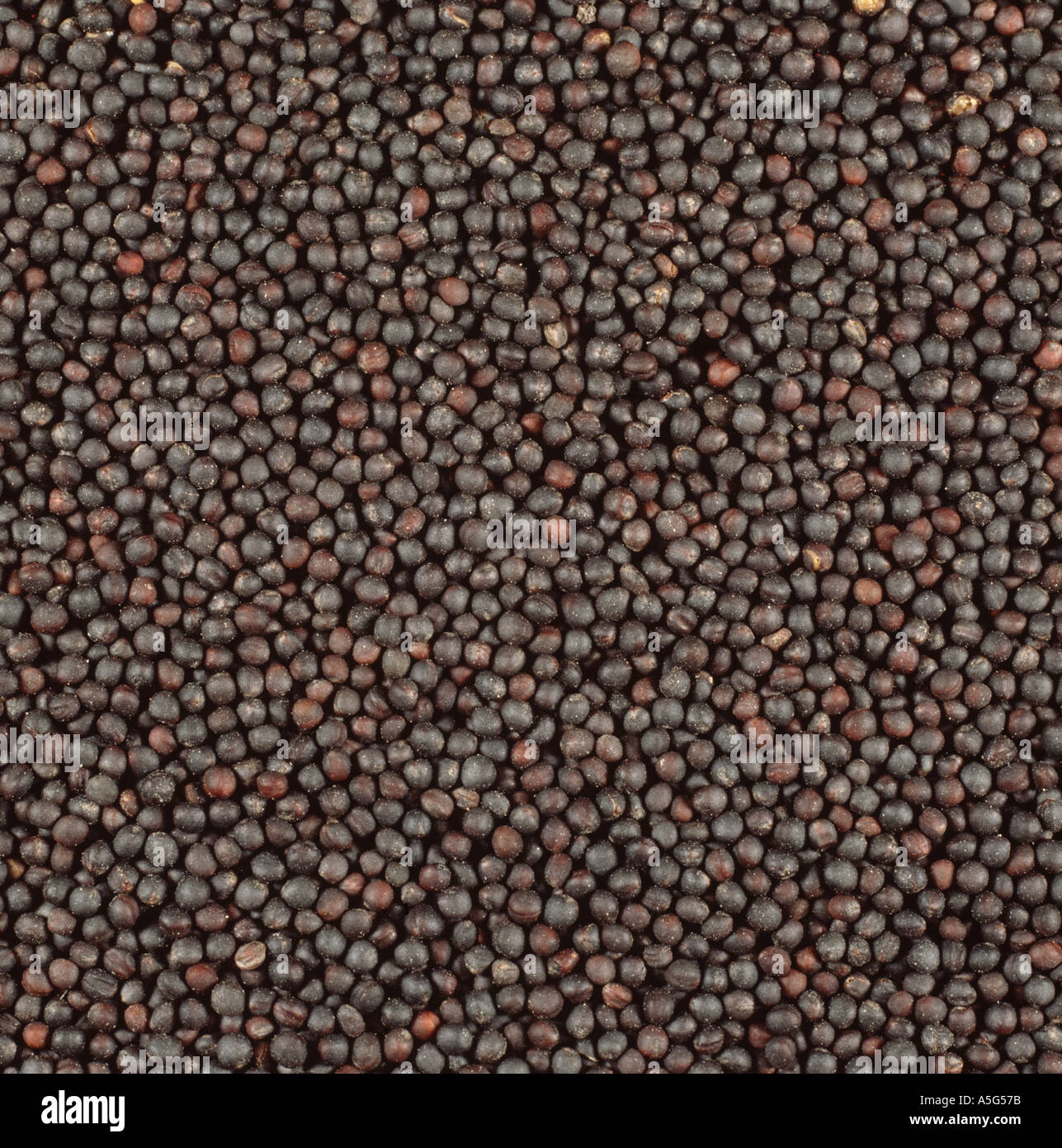 Oilseed rape colza or canola seeds or grain Brassica napus Stock Photo ...