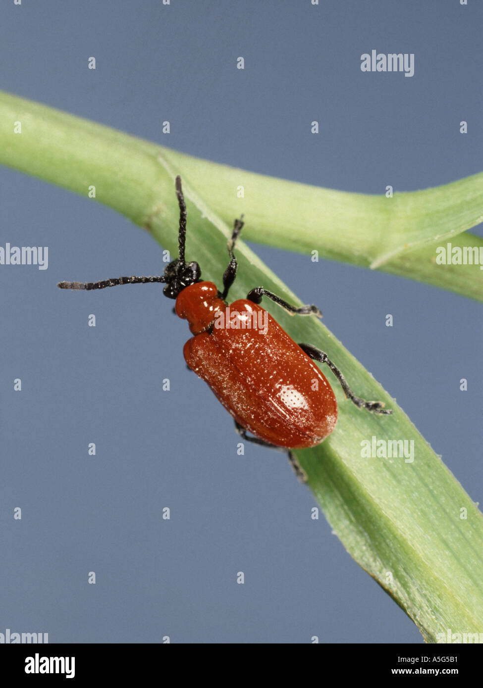 Lily beetle Lilioceris lilii on lily leaf a serious pest of lilies Stock Photo