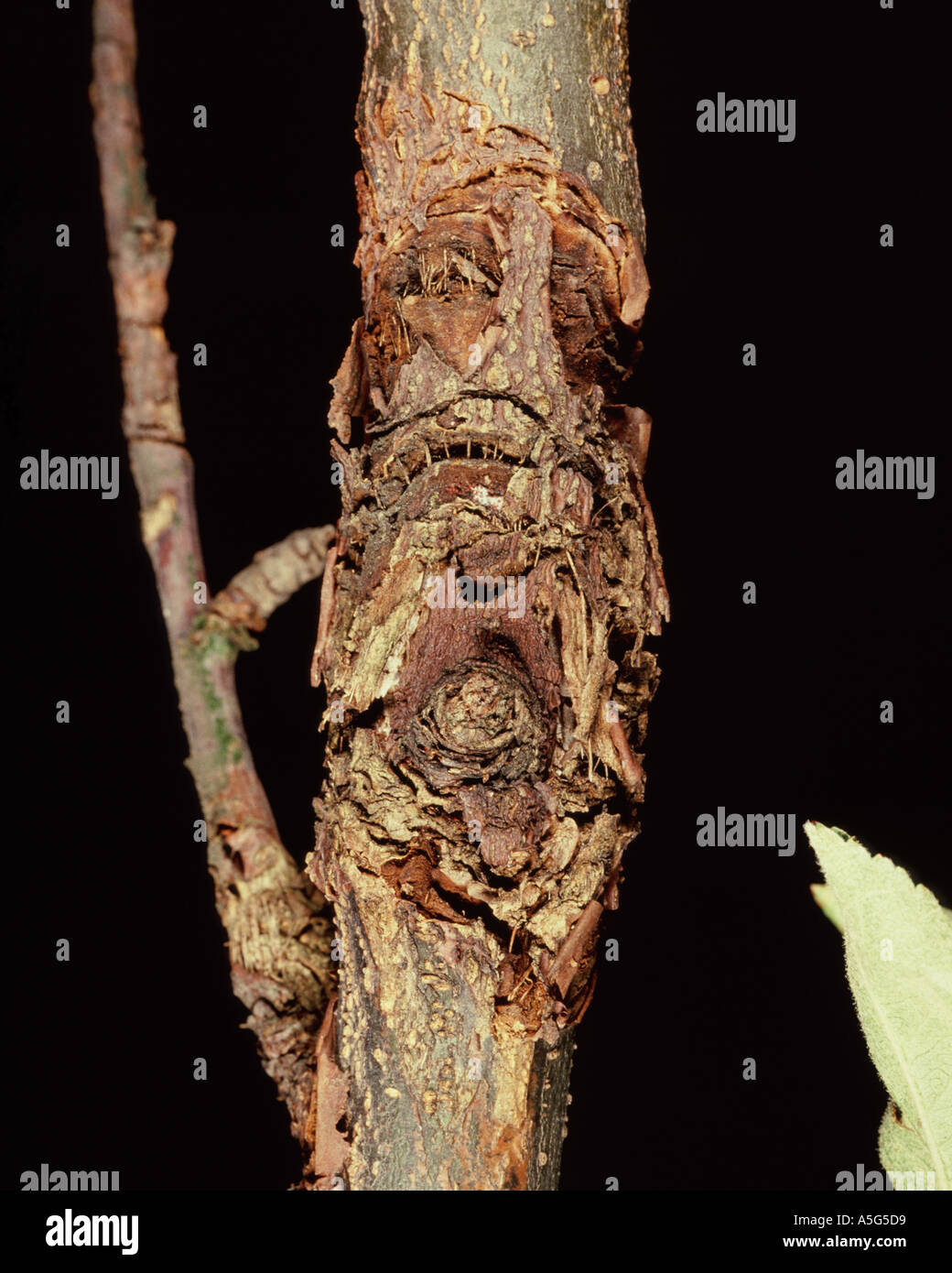 Apple canker lesions Neonectria ditissima on an old apple wood branch Stock Photo
