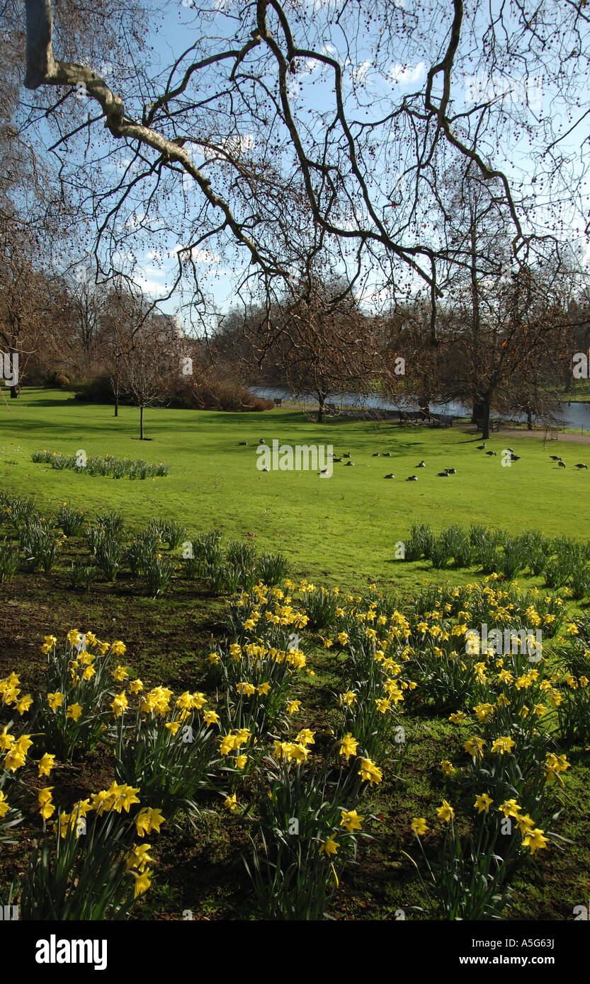 Daffodils in St James Park, London Stock Photo Alamy