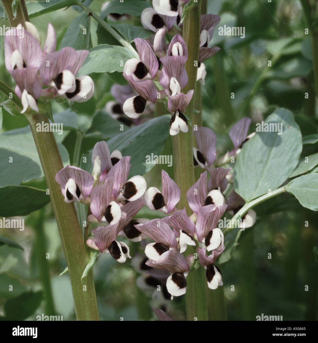 Close up of a field bean Vicia fabae in flower Stock Photo