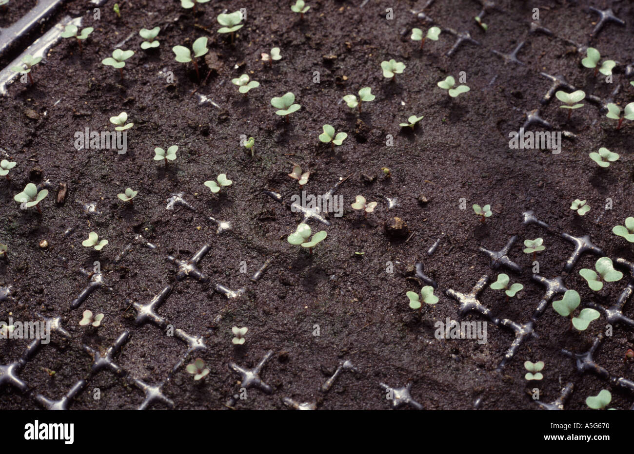 Damping off showing poor germination of cabbage seedlings in seed trays Stock Photo