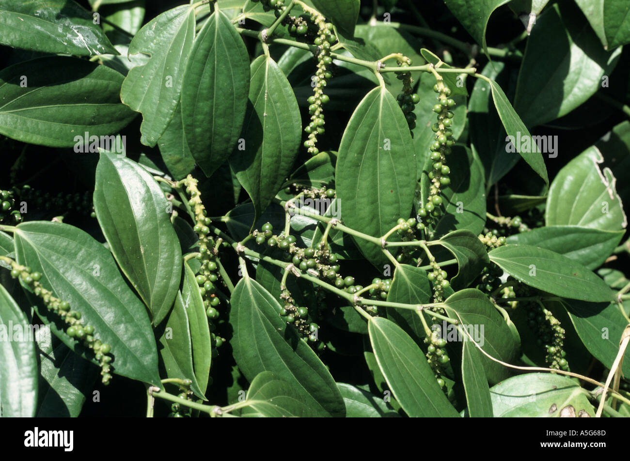 Black pepper bush ripening peppercorns Malaysia Stock Photo Alamy