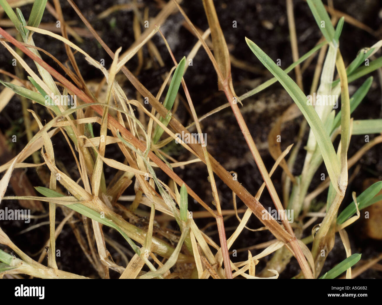 Pink snow mould Microdochium nivale on diseased turf grass Stock Photo