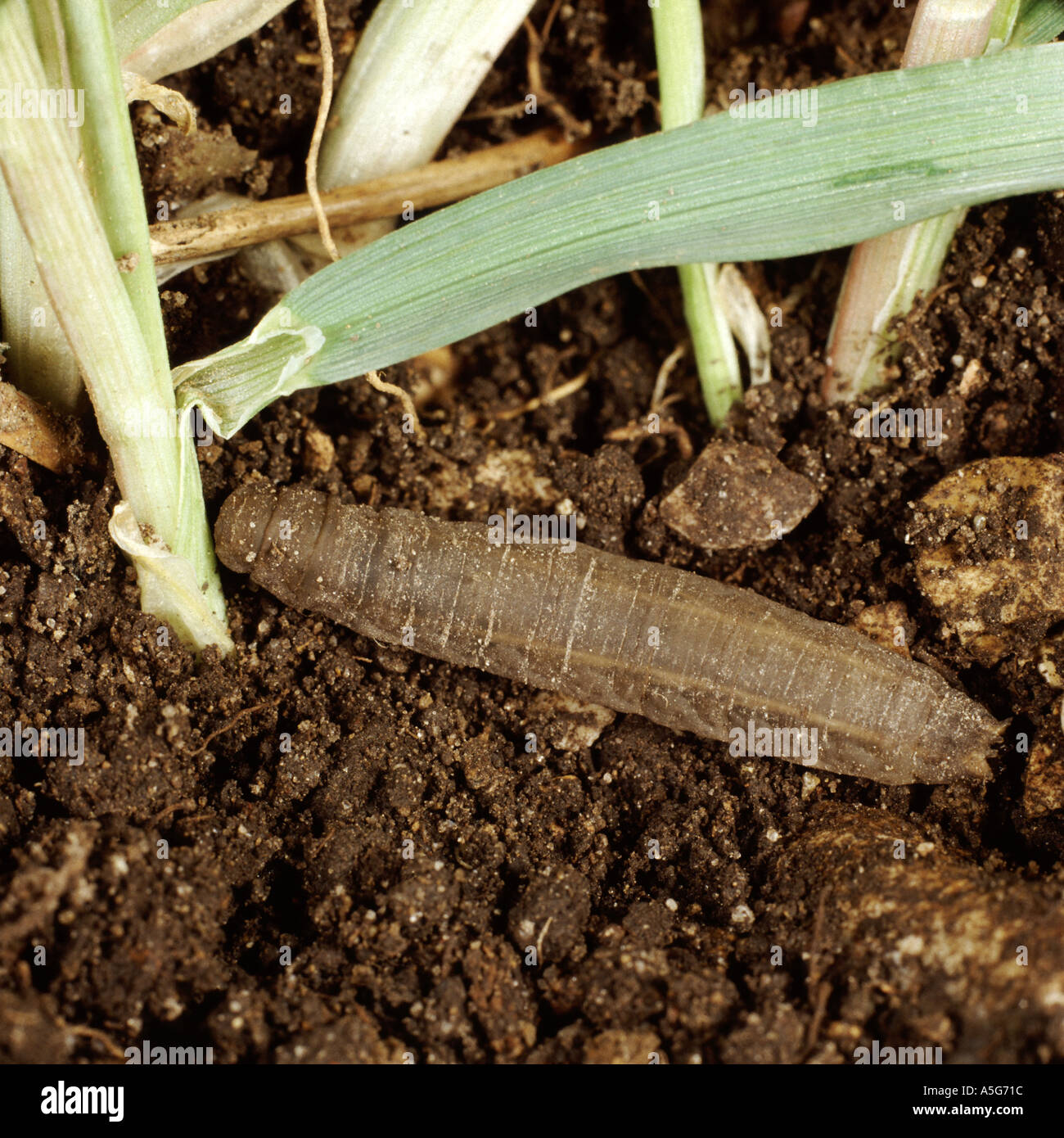 Leatherjacket Tipula oleracea cranefly larva  on soil with young wheat plant Stock Photo