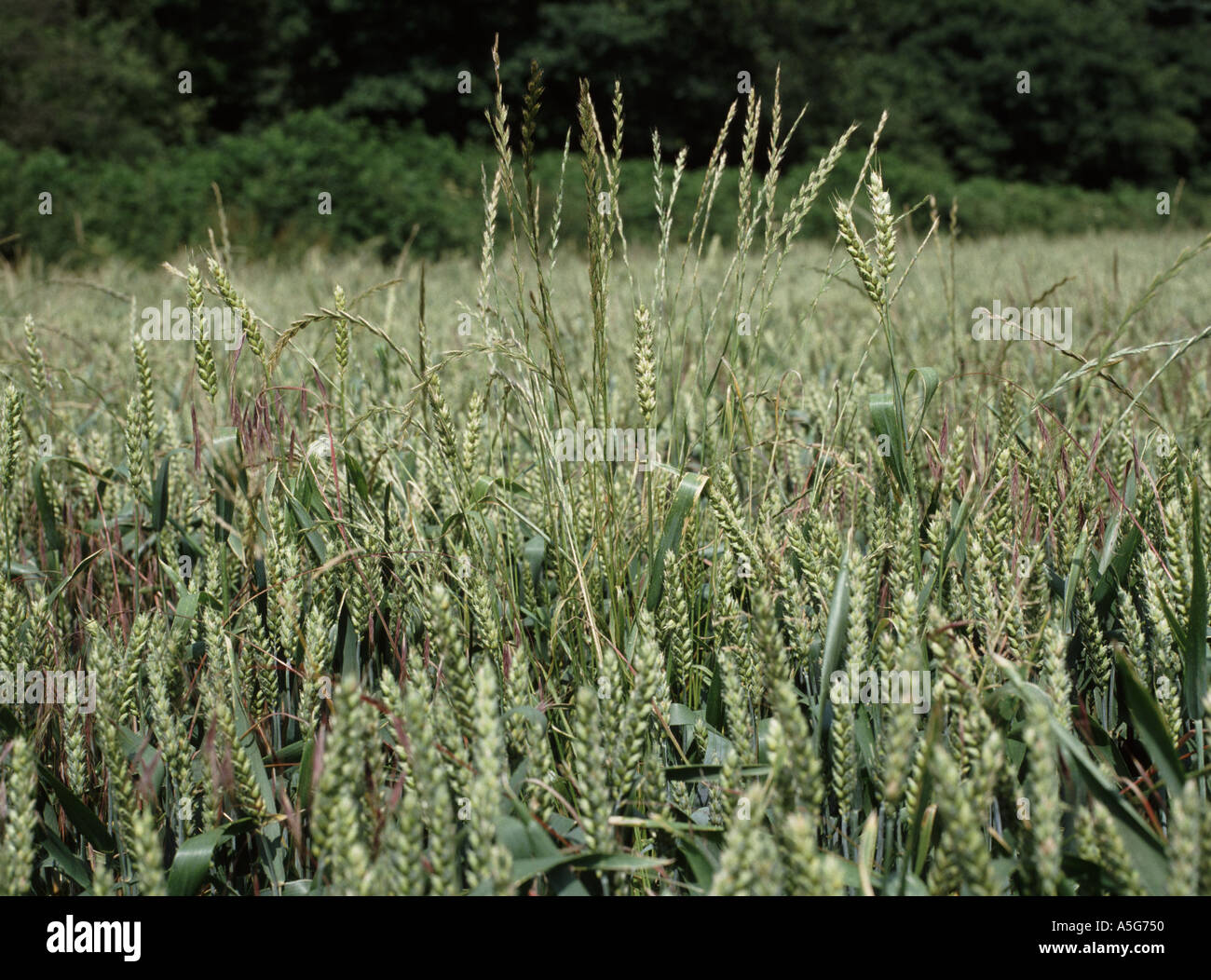 Perennial Ryegrass Lolium perenne plants in wheat crop in ear Stock Photo