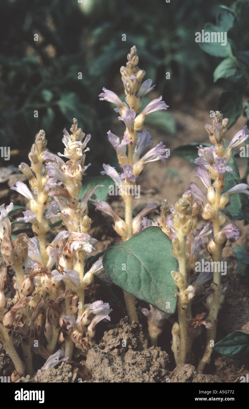 Branched broomrape Orobanche ramosa flowering in tomato crop on which it is a parasite Stock Photo