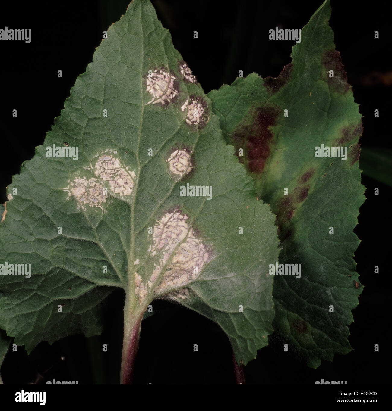 White rust Albugo candida on honesty leaf Stock Photo