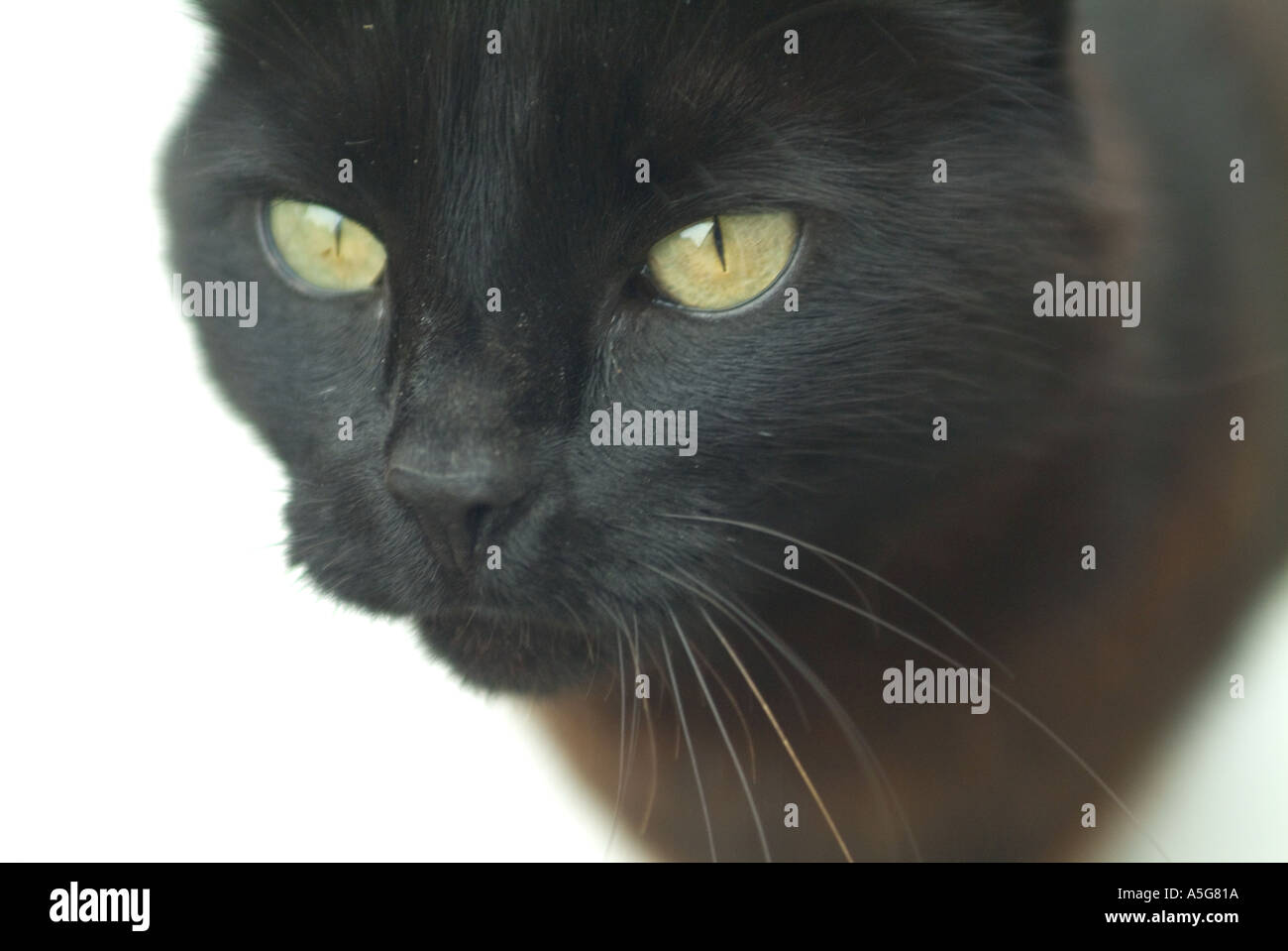 small black cat on white background looking into camera Stock Photo - Alamy