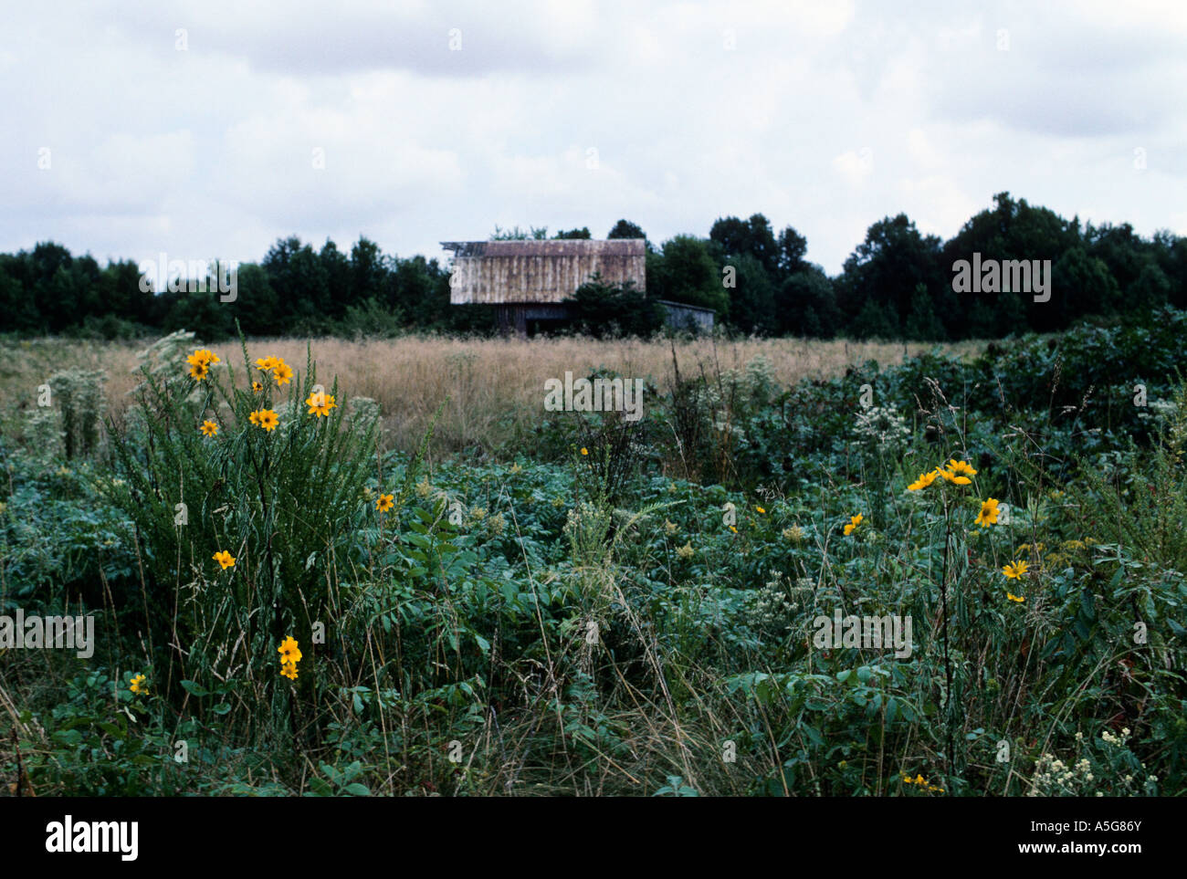 tobacco farms in maryland Old tobacco barn on farm in Southern Maryland, USA Stock Photo
