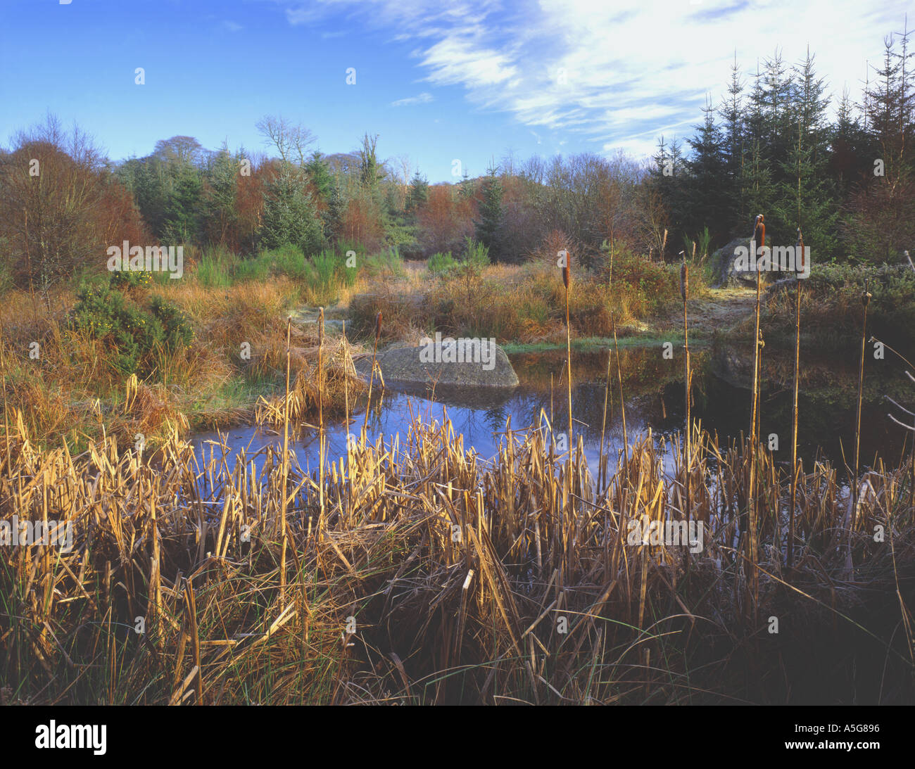 Bull Rushes Pond A small pond surrounded by bullrushes and pine trees at Burrator ...