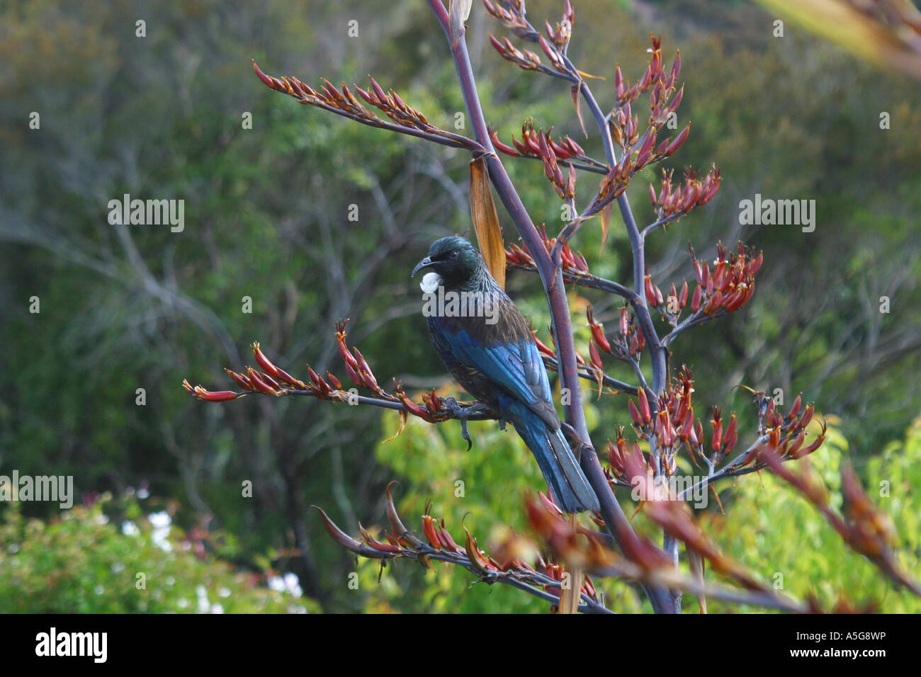 Tui is a large New Zealand honeyeater Stock Photo Alamy