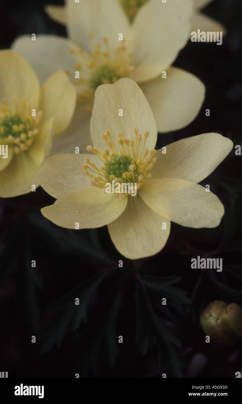 Anemone x lipsiensis. Stock Photo