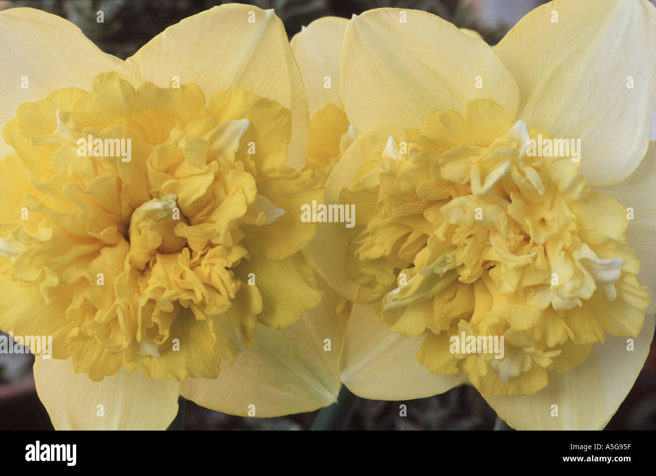 Narcissus 'Full House' Stock Photo - Alamy