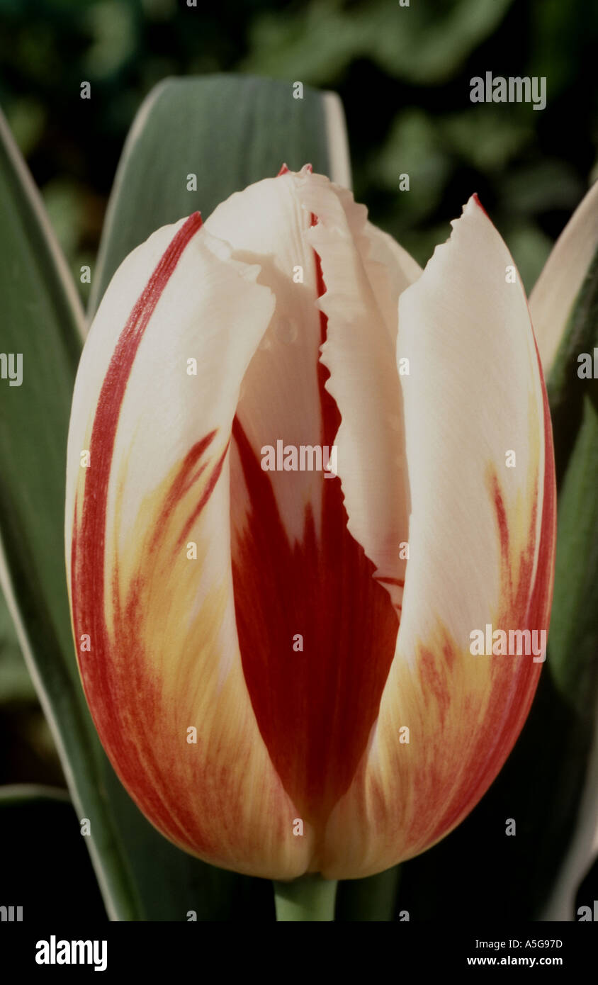 Tulipa ‘Happy Generation’ Stock Photo - Alamy