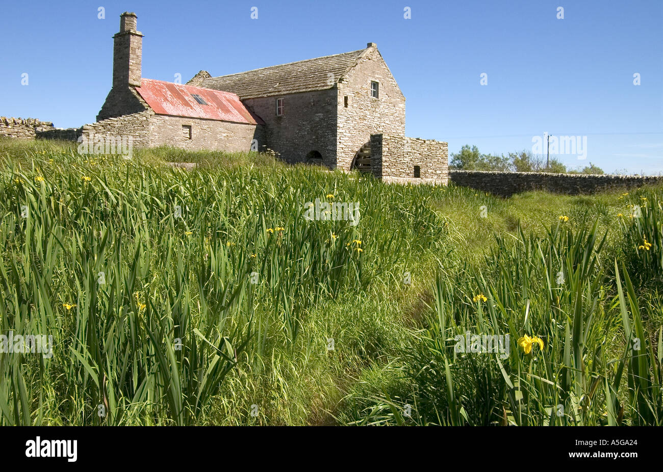 dh Mill Sand TANKERNESS ORKNEY Old ruined mill with Yellow Flag Irises Iris pseudacorus burn bank scotland Stock Photo