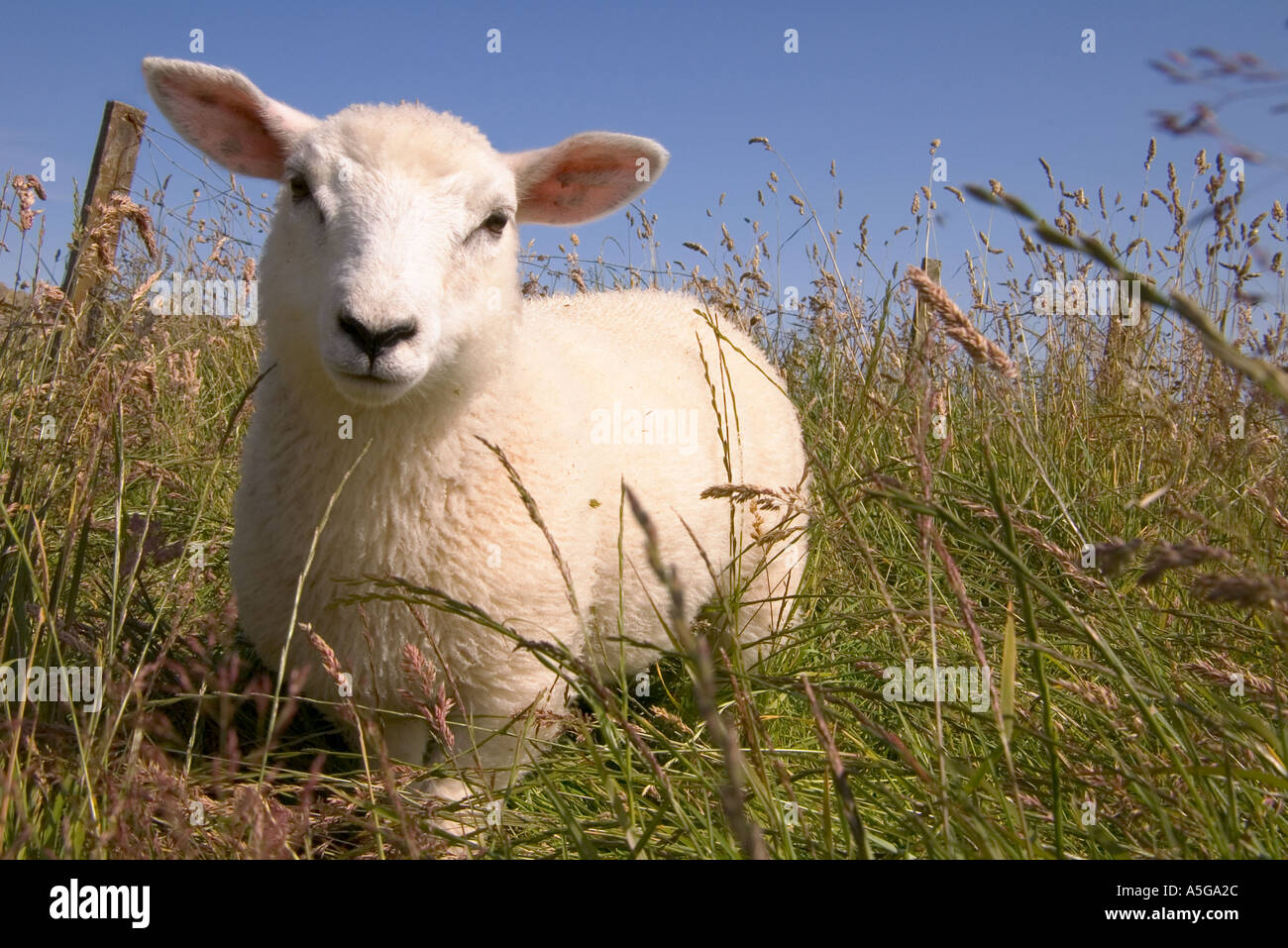 dh Sheep spring lamb FARM ANIMALS UK SCOTLAND In Grass field scottish animal single one cute low angle looking at camera face Stock Photo