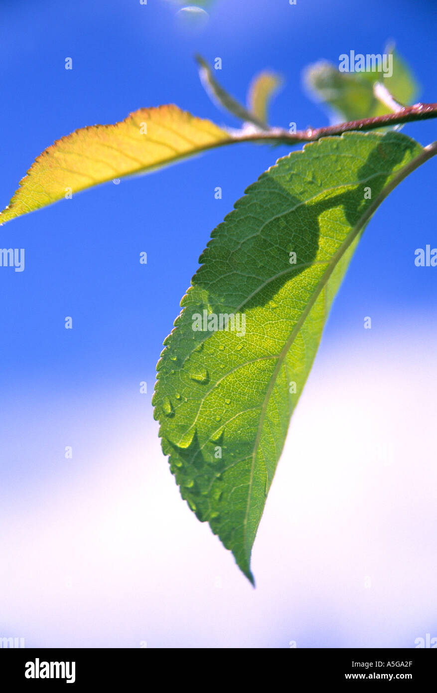 Leaf with rain droplets Stock Photo