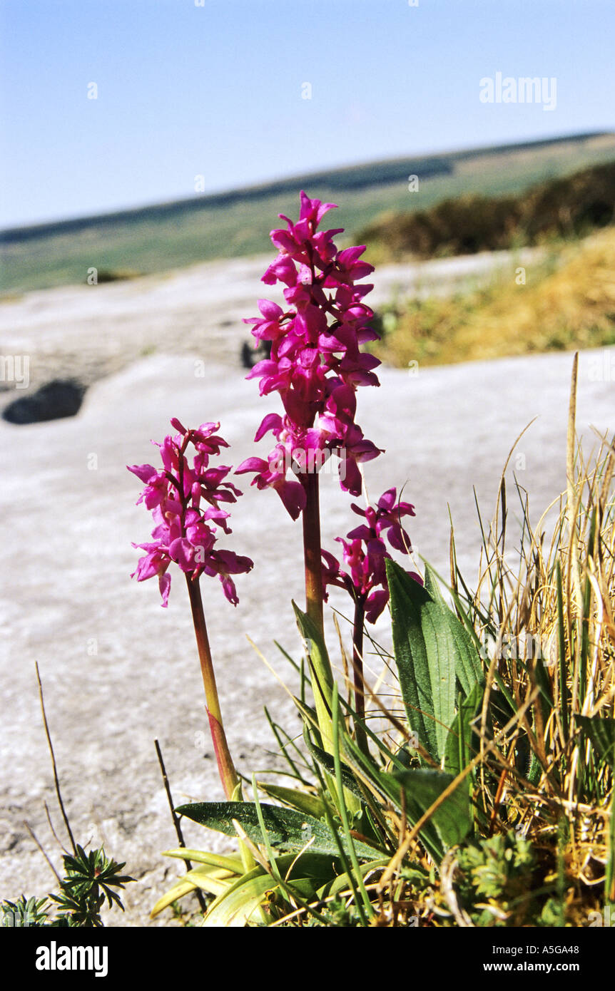 Early Purple Orchid The Burren Co Clare Stock Photo