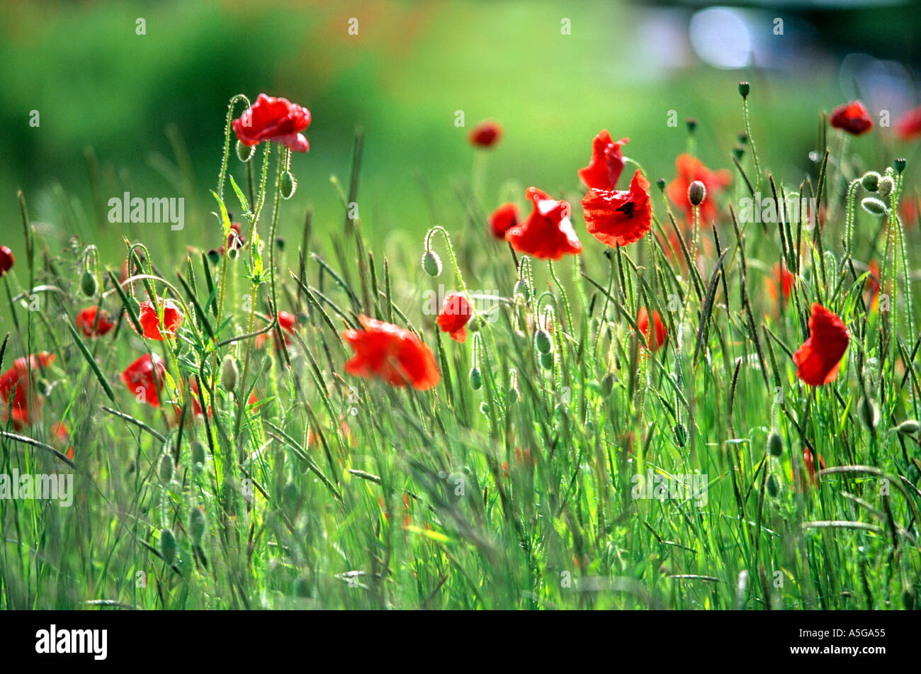 Poppies in the grass hi-res stock photography and images - Alamy