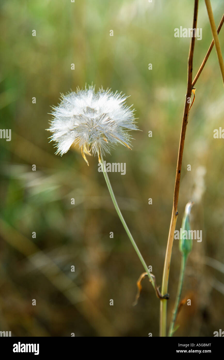 Dandelion clock growing in Tuscany Italy Stock Photo - Alamy
