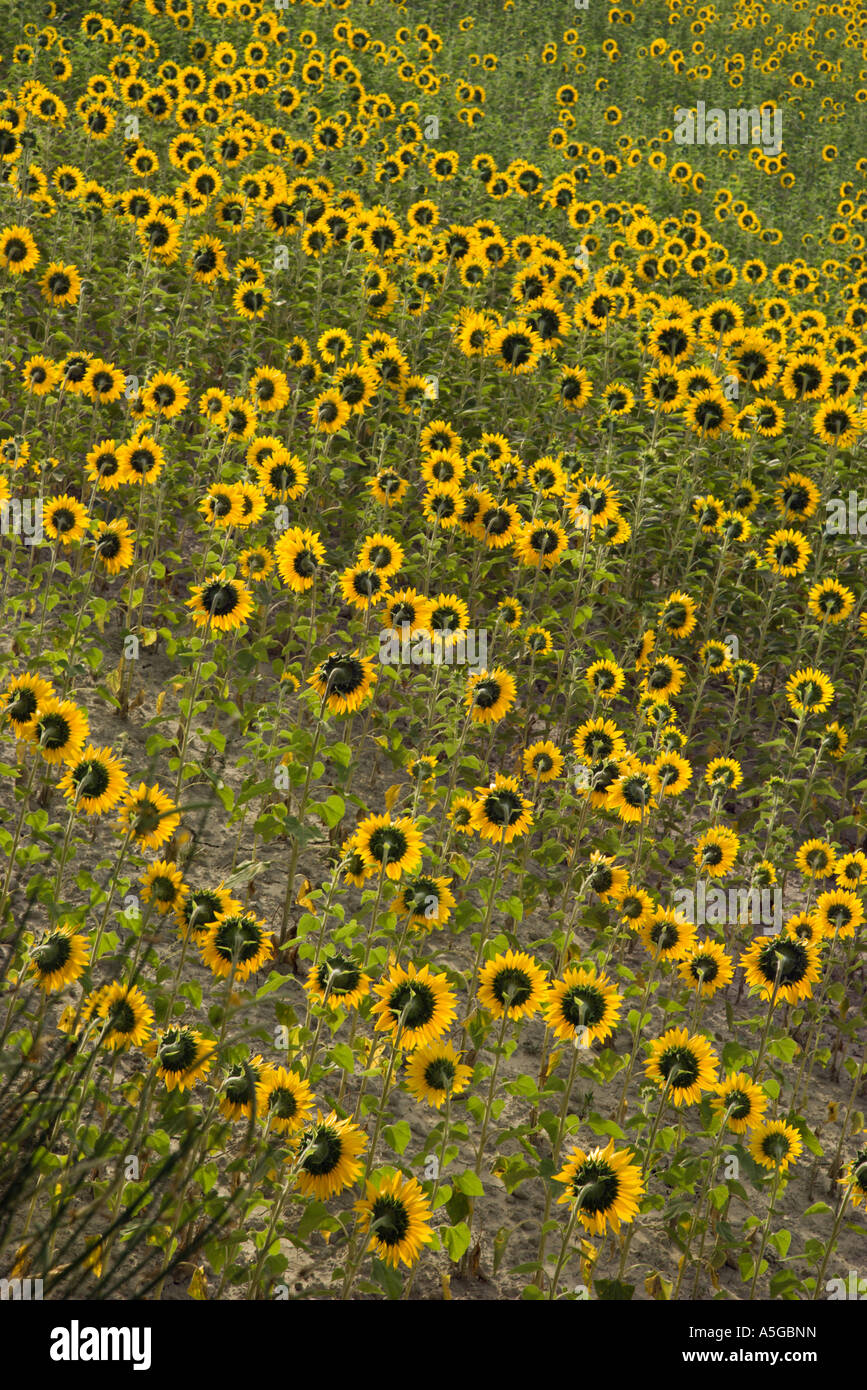 Sunflowers growing in field in Tuscany Italy Stock Photo - Alamy